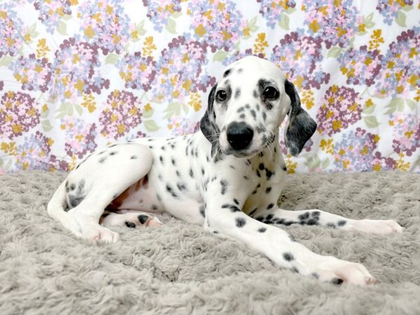 Dalmatian-DOG-Female--8380-Petland Athens, OH