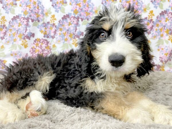 Poodle/Bernese Mountain Dog DOG Male Tri-Colored 8379 Petland Athens, OH