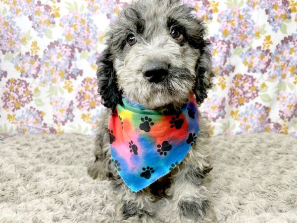 Goldendoodle/Mini Poodle DOG Male Blue Merle 8378 Petland Athens, OH