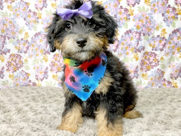 Aussiedoodle Mini-DOG-Female-Black / Tan-8377-Petland Athens, OH