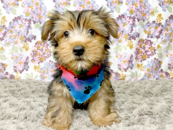 Yorkshire Terrier DOG Male Black / Tan 8375 Petland Athens, OH