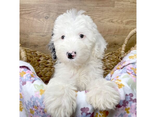 Mini Sheepadoodle DOG Female Blue Merle Parti 8390 Petland Athens, OH