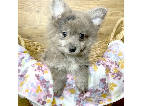 Pomeranian DOG Male Blue Merle 8389 Petland Athens, OH