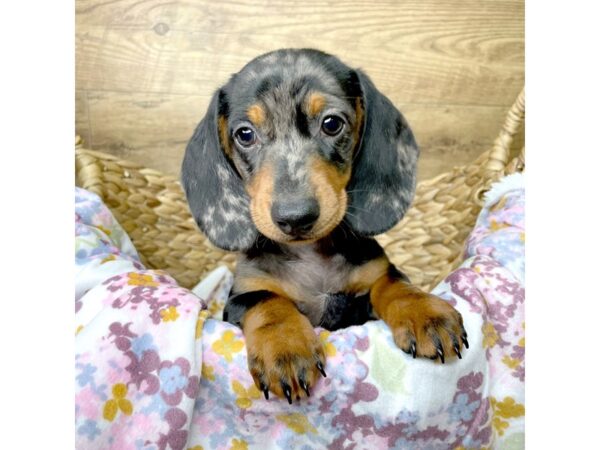 Dachshund-DOG-Male-Blue-8388-Petland Athens, OH