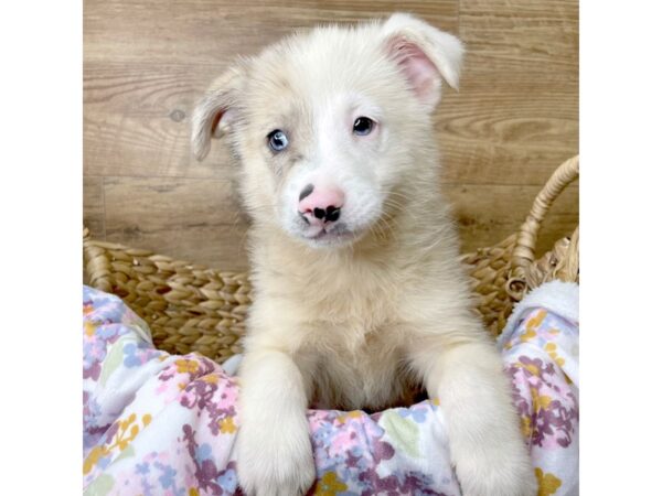 Pomsky 2nd Gen DOG Male Blue Merle 8387 Petland Athens, OH