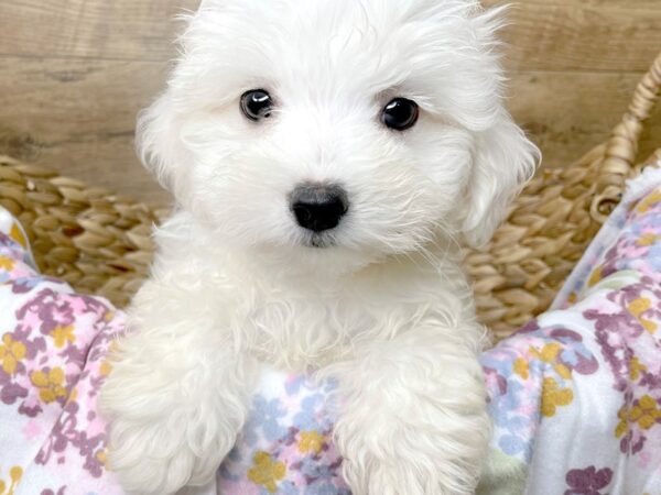 Maltipoo DOG Male White 8386 Petland Athens, OH