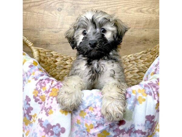 Havapoo-DOG-Male-Sable-8385-Petland Athens, OH