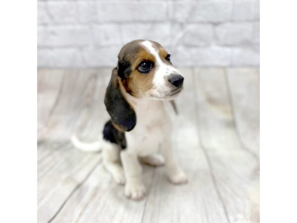 Beagle DOG Male Tri-Colored 8411 Petland Athens, OH