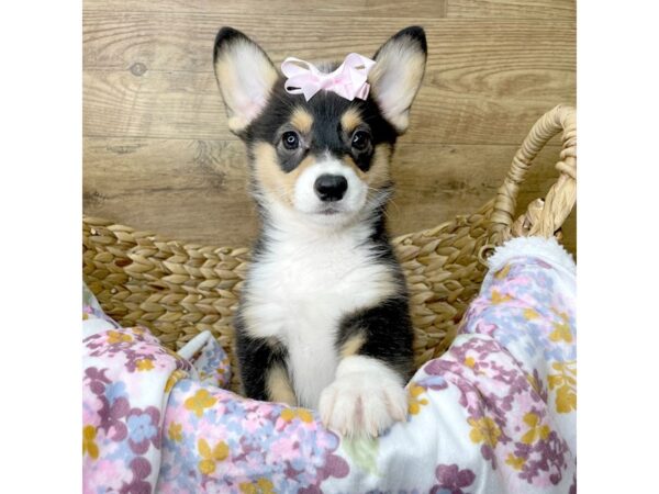 Pembroke Welsh Corgi-DOG-Female-Black Tan / White-8383-Petland Athens, OH