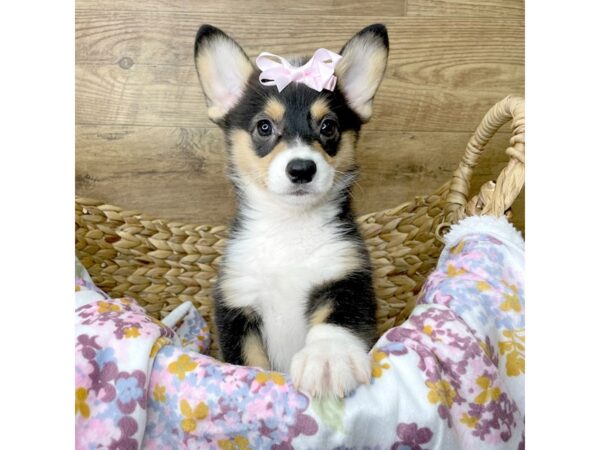 Pembroke Welsh Corgi DOG Female Black Tan / White 8383 Petland Athens, OH