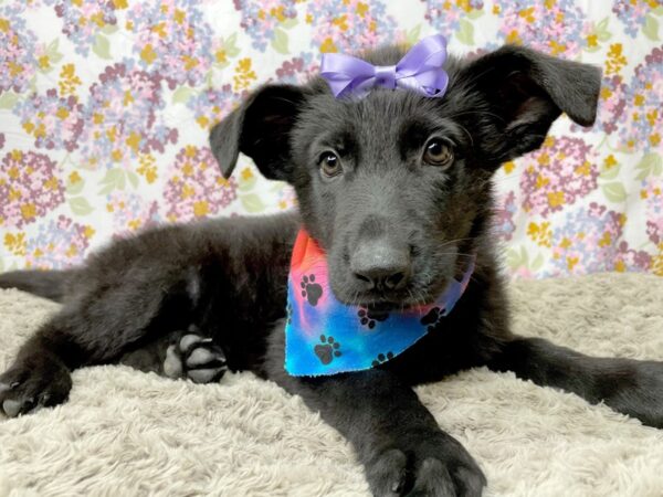 German Shepherd DOG Female Black 8376 Petland Athens, OH