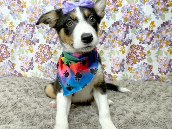 Border Collie DOG Female Black White / Tan 8372 Petland Athens, OH