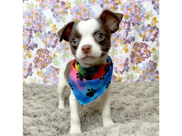 Chihuahua DOG Male Chocolate 8373 Petland Athens, OH