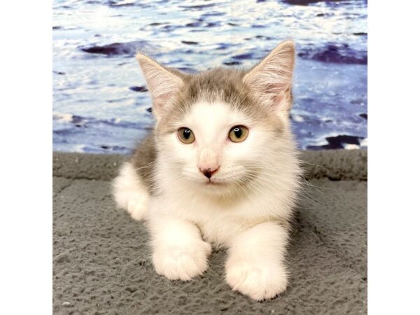 American Shorthair CAT Male White & grey 8392 Petland Athens, OH