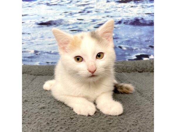 American Shorthair-CAT-Female-White, beige & grey-8393-Petland Athens, OH