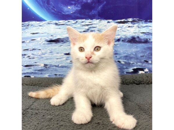 American Shorthair CAT Female White & beige 8394 Petland Athens, OH