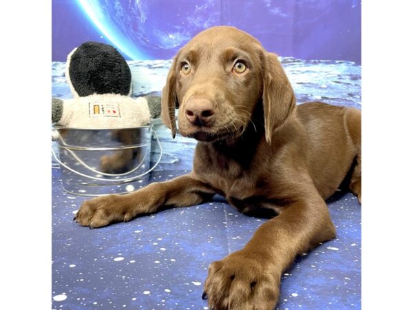 Labrador Retriever DOG Male Chocolate 8395 Petland Athens, OH