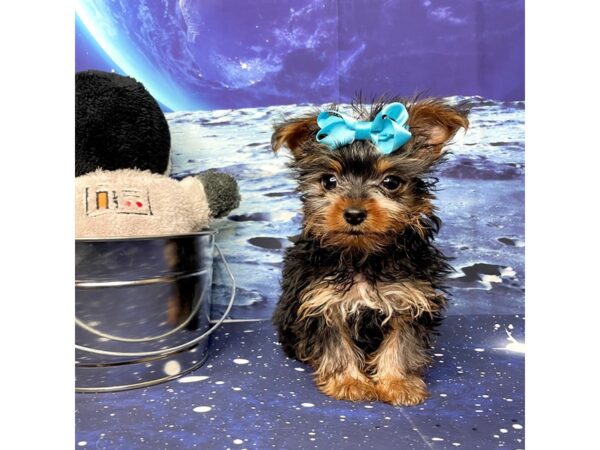 Yorkshire Terrier DOG Female Black / Tan 8397 Petland Athens, OH