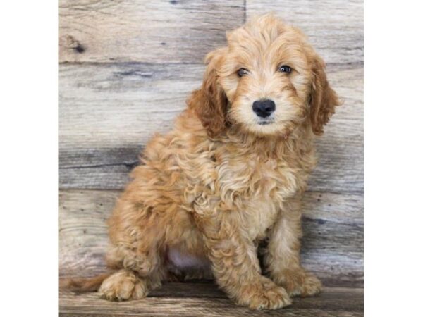 Goldendoodle Mini DOG Female Golden 8406 Petland Athens, OH