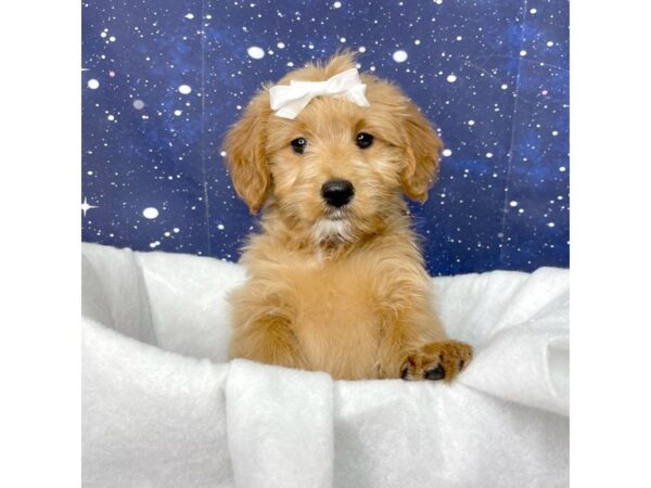 Goldendoodle Mini DOG Female Apricot 8403 Petland Athens, OH