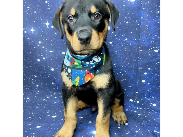 Rottweiler DOG Male Black / Rust 8401 Petland Athens, OH