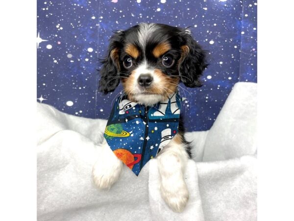 Cavalier King Charles Spaniel DOG Male Tri-color 8410 Petland Athens, OH