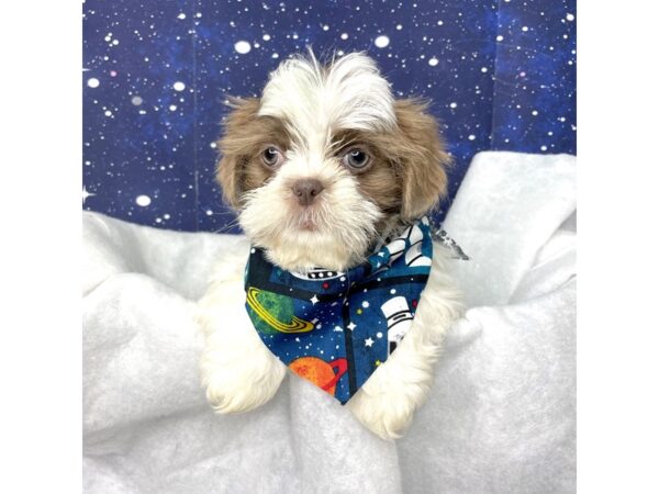 Shih Tzu DOG Male Gray & white 8409 Petland Athens, OH