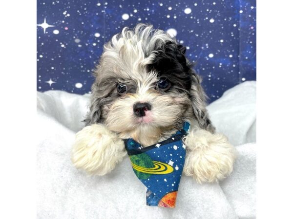 Cavapoo DOG Male Blue Merle / White 8408 Petland Athens, OH