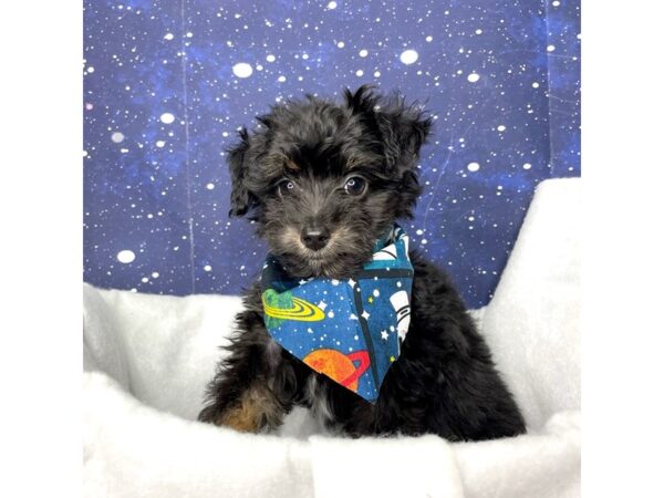 Aussiedoodle Mini DOG Male Black Tan / White 8407 Petland Athens, OH