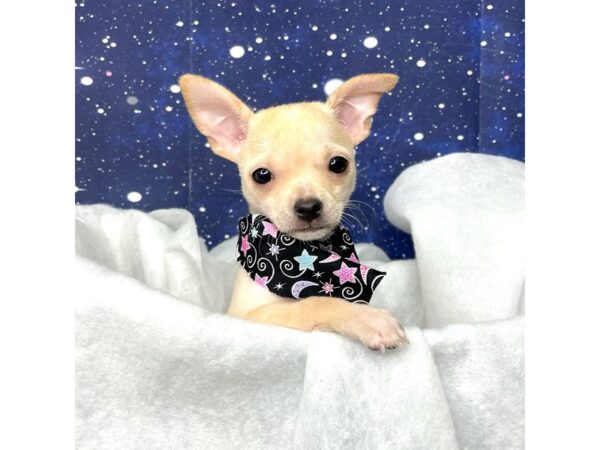 Chihuahua-DOG-Female-Fawn-8405-Petland Athens, OH