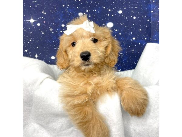 Goldendoodle Mini-DOG-Female-Apricot-8404-Petland Athens, OH