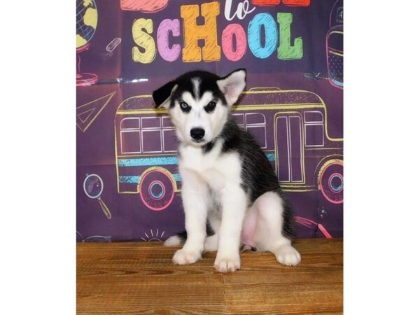 Siberian Husky DOG Female Black / White 8418 Petland Athens, OH