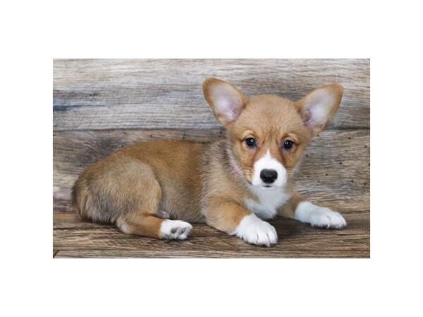 Pembroke Welsh Corgi DOG Female Sable / White 8417 Petland Athens, OH