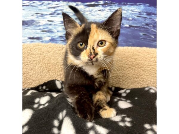 American Shorthair CAT Female Black calico 8430 Petland Athens, OH