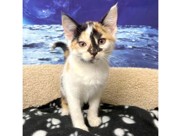 American Shorthair-CAT-Female-White calico-8429-Petland Athens, OH