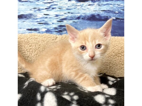 American Shorthair CAT Female Cream & white 8428 Petland Athens, OH