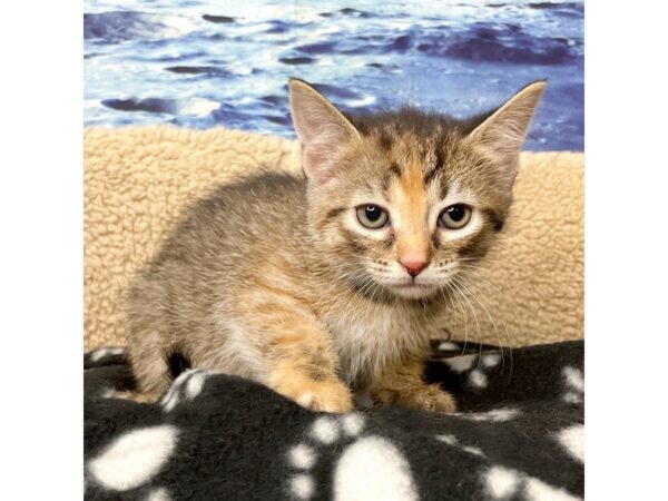 American Shorthair CAT Female Calico 8427 Petland Athens, OH