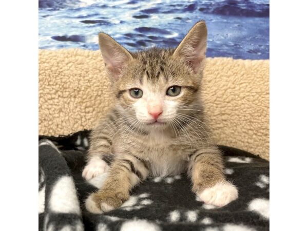 American Shorthair-CAT-Male-White, black & tan-8426-Petland Athens, OH