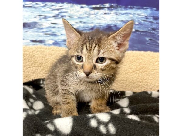 American Shorthair-CAT-Male-Black & tan-8425-Petland Athens, OH