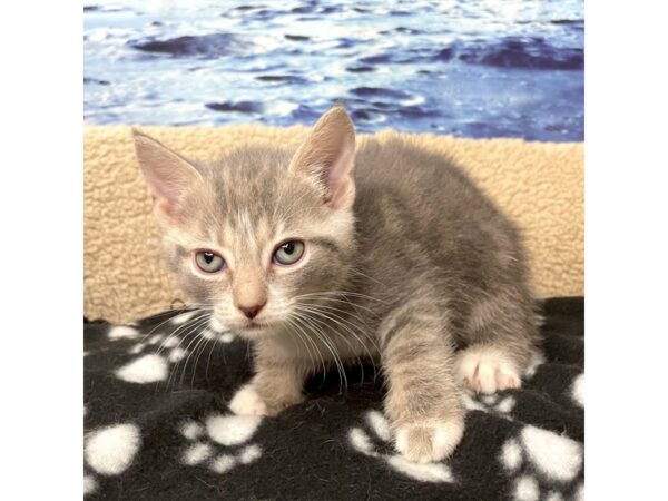 American Shorthair CAT Male Grey & white 8424 Petland Athens, OH