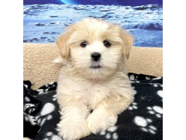 Malshi-DOG-Male-Cream-8423-Petland Athens, OH