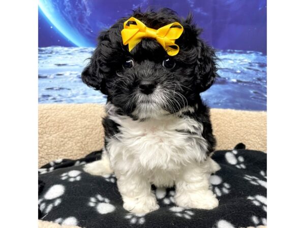 Pekeapoo-DOG-Female-Black / White-8422-Petland Athens, OH