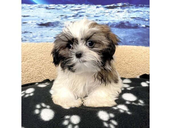 ShizaPoo-DOG-Male-Gold / White-8421-Petland Athens, OH