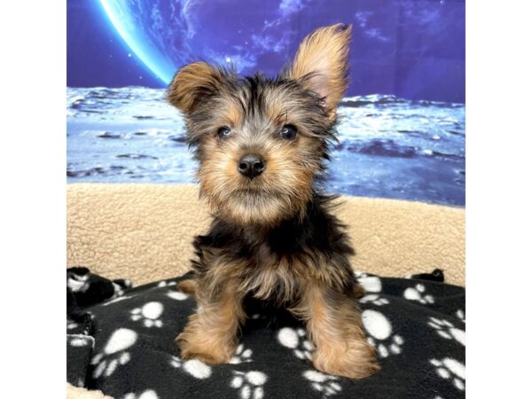 Silky Terrier DOG Male Black / Tan 8419 Petland Athens, OH