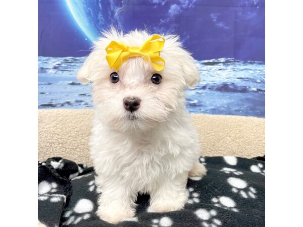 Maltese DOG Female White 8416 Petland Athens, OH