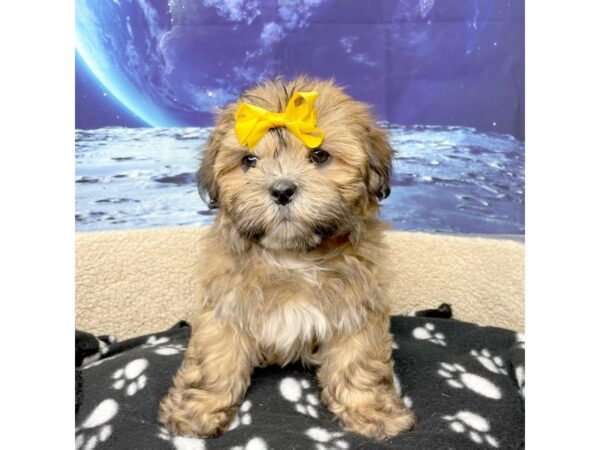 Lhasa Apso DOG Female Grizzle 8415 Petland Athens, OH