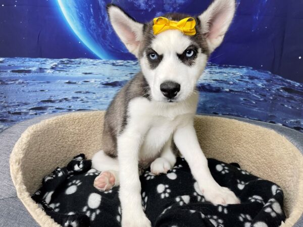 Siberian Husky DOG Female Gray / White 8414 Petland Athens, OH