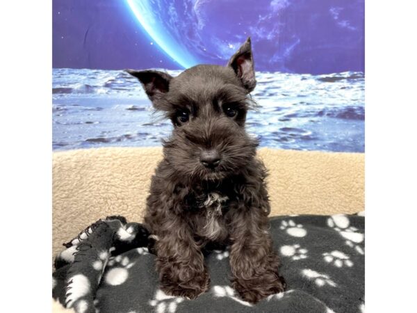 Miniature Schnauzer DOG Male Black 8413 Petland Athens, OH