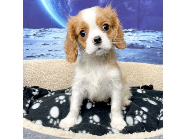 Cavalier King Charles Spaniel DOG Male Blenheim 8412 Petland Athens, OH