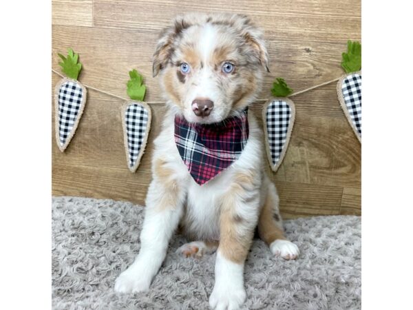 Australian Shepherd DOG Male Red Merle 8431 Petland Athens, OH